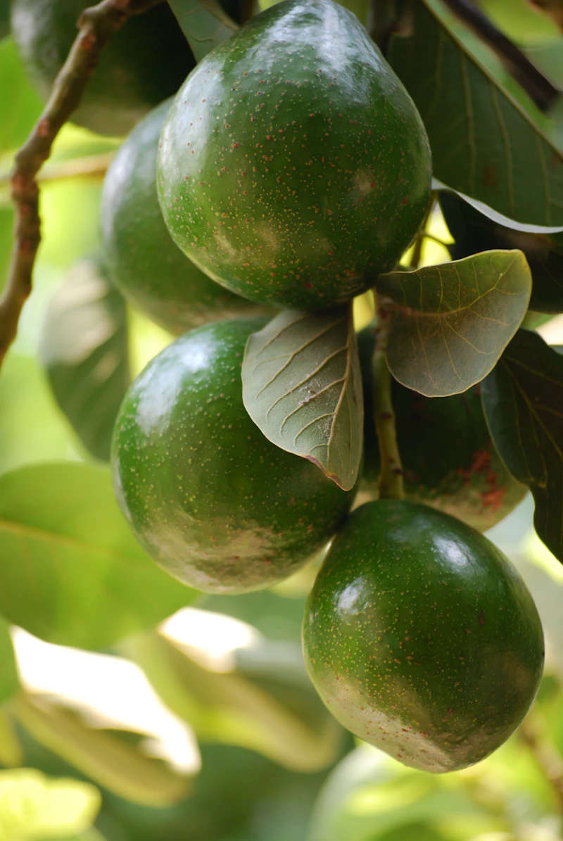 Round green avocados growing among leaves