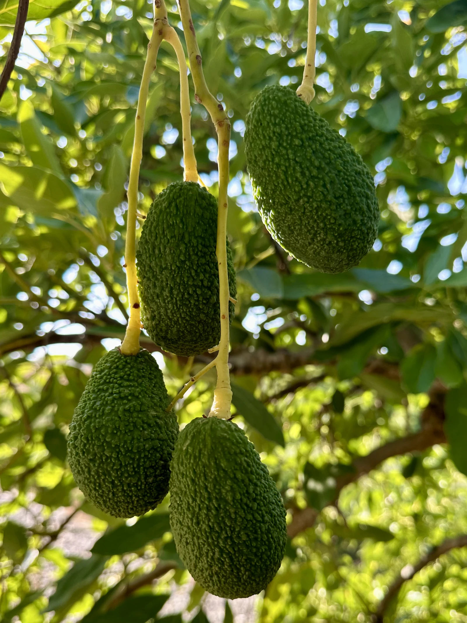 Hass avocados hanging from a tree in dappled sunlight