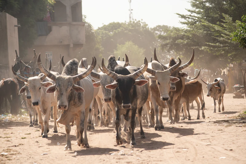 Humped zebu cattle walking along a dusty road