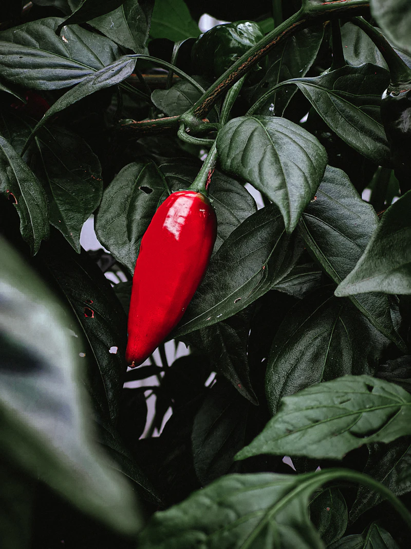 A ripe red chilli hanging among dark green leaves