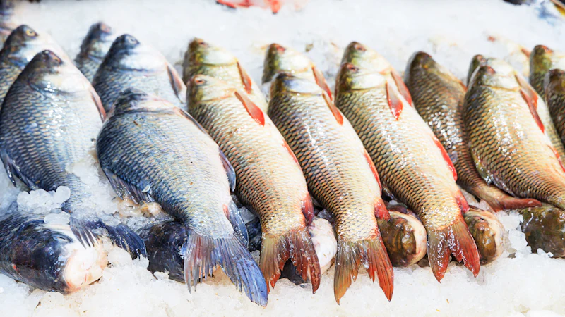 Fresh whole fish with red fins laid on crushed ice