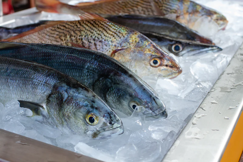 Mackerel-type ocean fish on ice