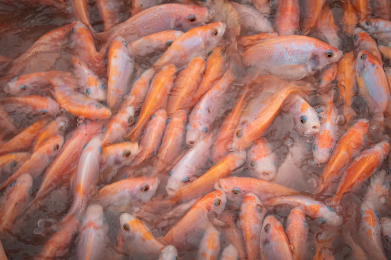 A dense school of red tilapia at the water surface