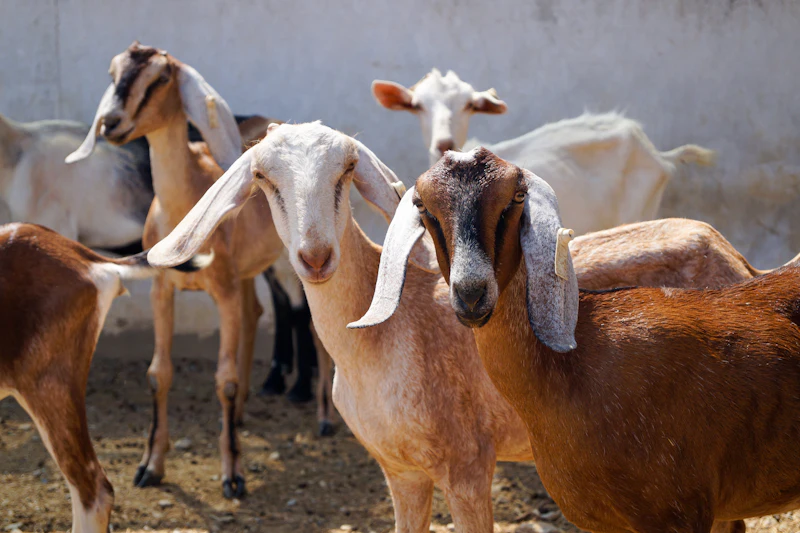 Long-eared brown and white goats standing together