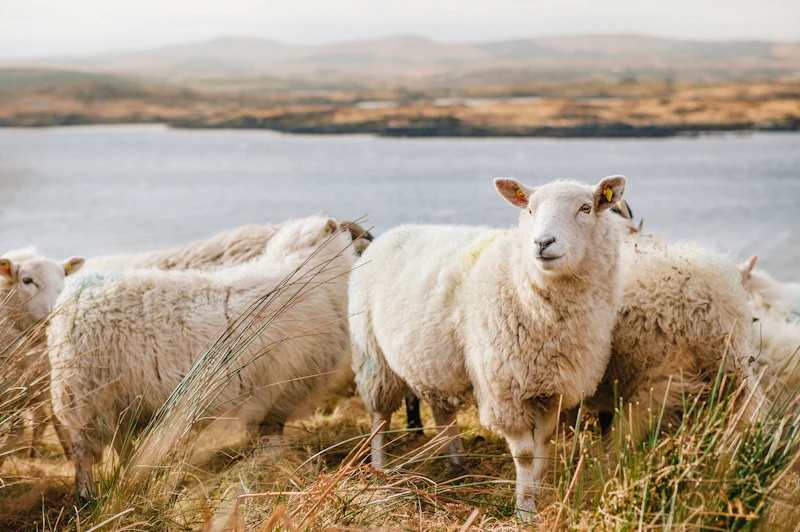 Sheep grazing on dry grass beside a lake